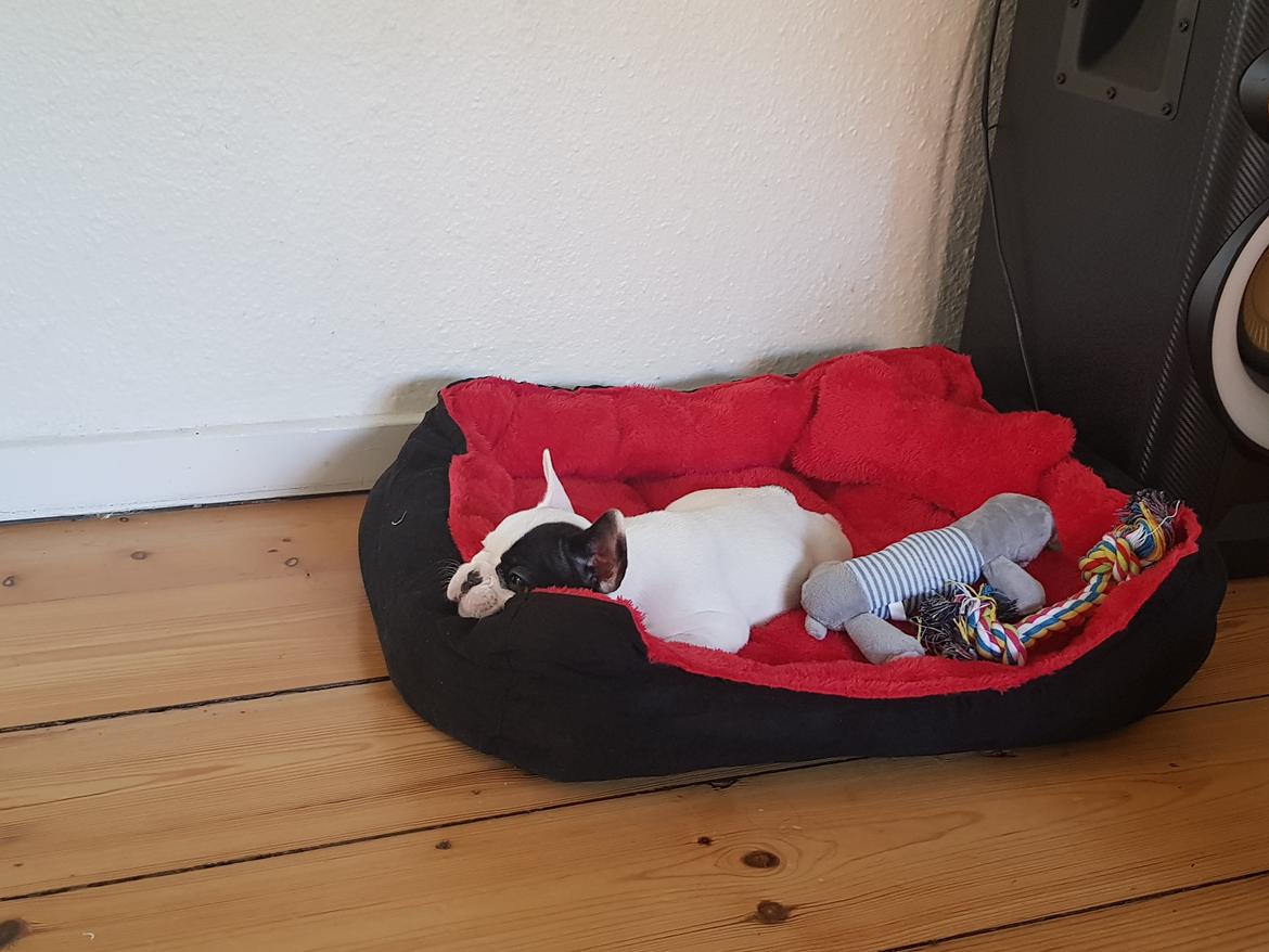 Fransk bulldog Bodil billede 4