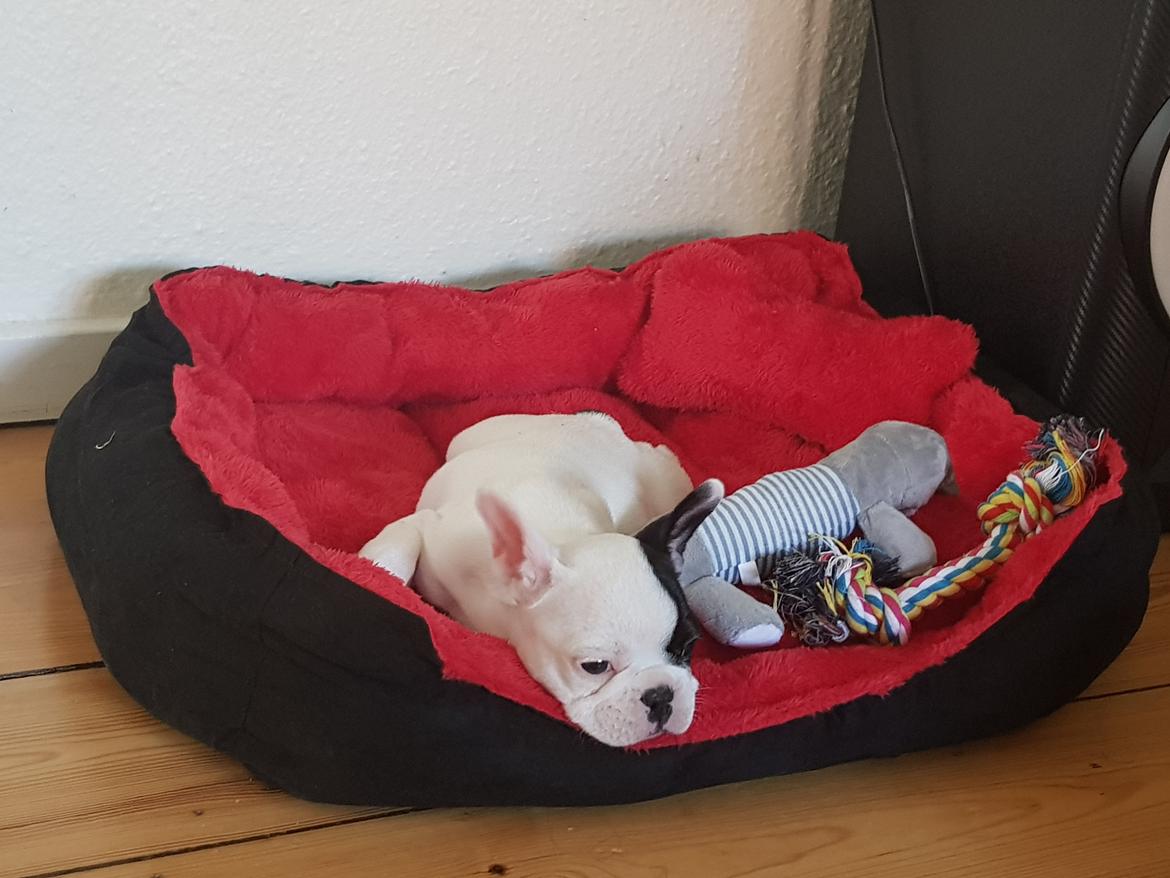 Fransk bulldog Bodil billede 3