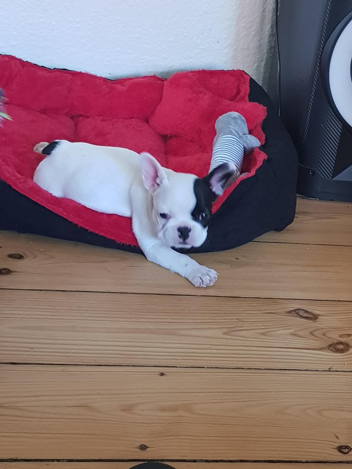 Fransk bulldog Bodil billede 5