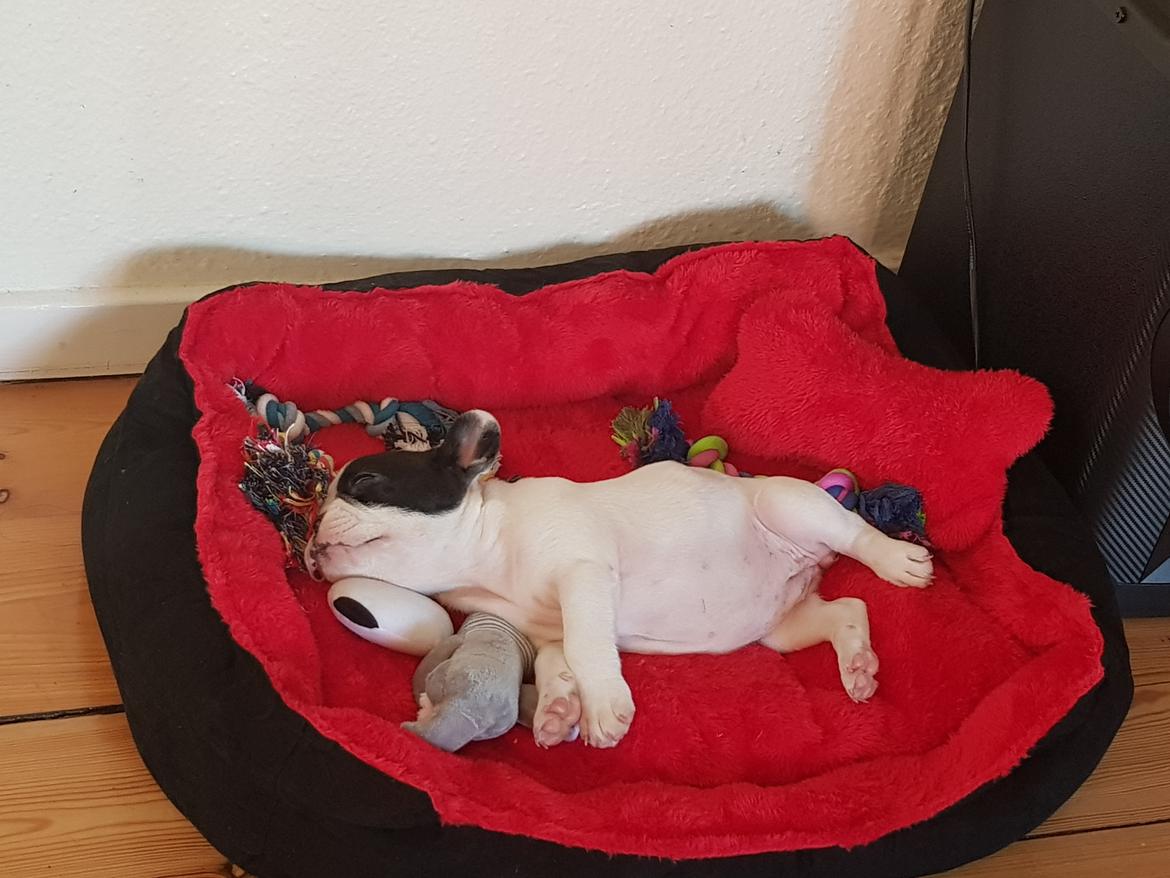 Fransk bulldog Bodil billede 8