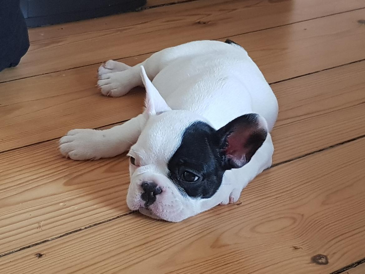 Fransk bulldog Bodil billede 7
