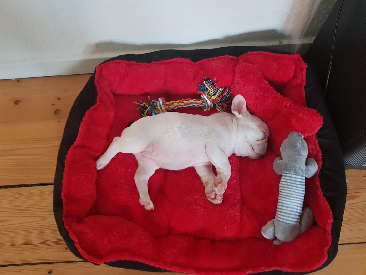 Fransk bulldog Bodil billede 9