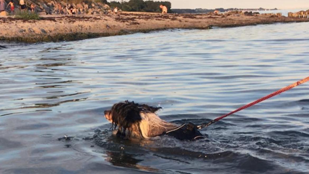Chinese crested hårløs Jax billede 24