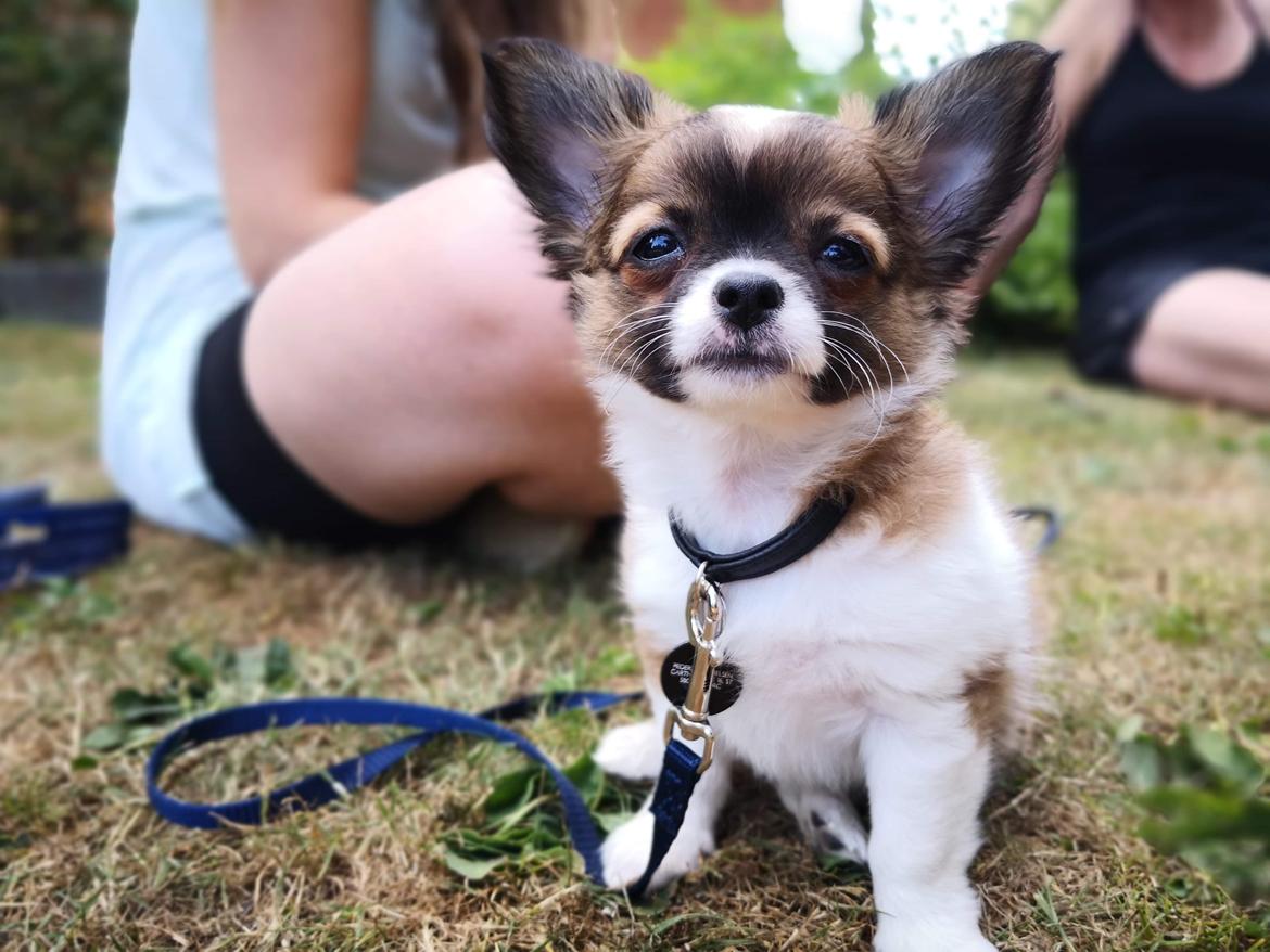 Chihuahua Zenvo’s Exuberant Excalibur (Milo) RIP billede 2