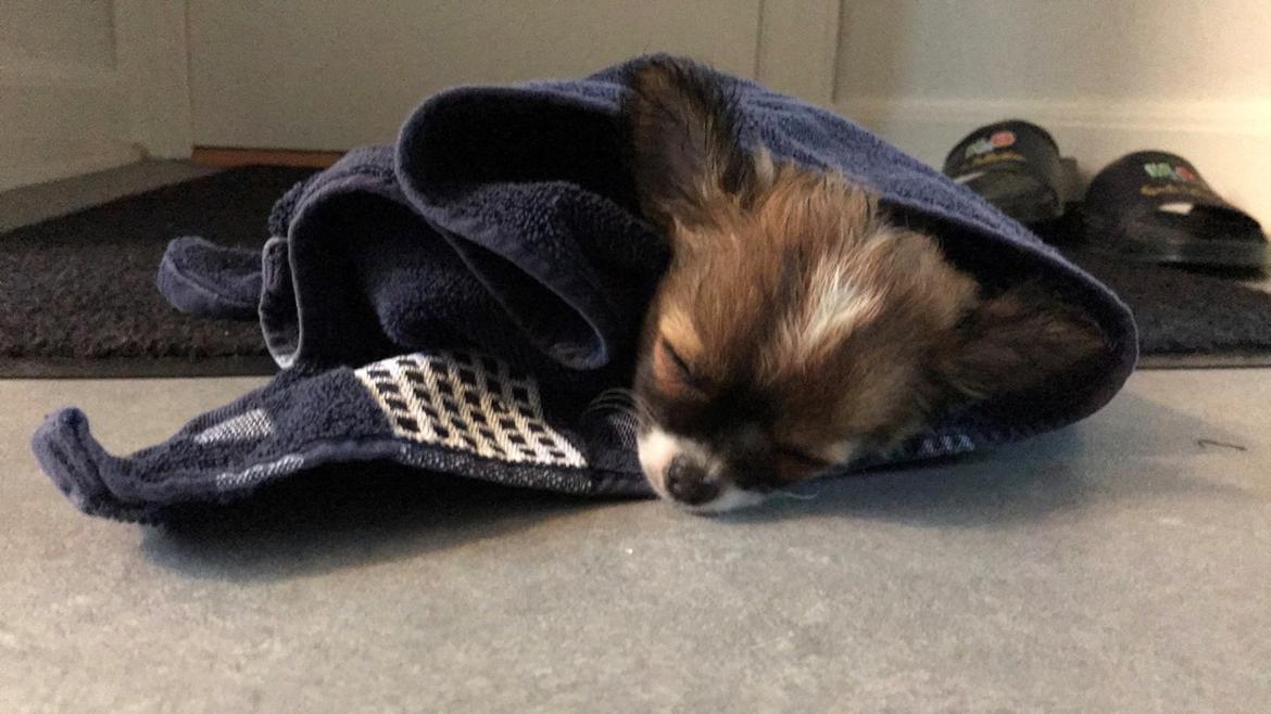 Chihuahua Zenvo’s Exuberant Excalibur (Milo) RIP billede 3