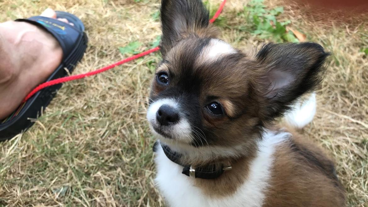 Chihuahua Zenvo’s Exuberant Excalibur (Milo) RIP billede 4