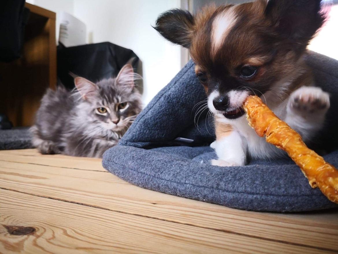 Chihuahua Zenvo’s Exuberant Excalibur (Milo) RIP billede 5