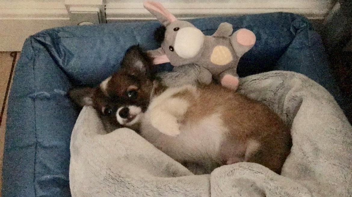 Chihuahua Zenvo’s Exuberant Excalibur (Milo) RIP billede 6