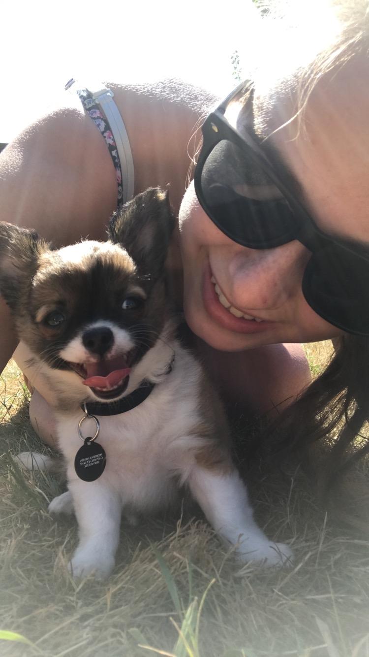 Chihuahua Zenvo’s Exuberant Excalibur (Milo) RIP billede 7