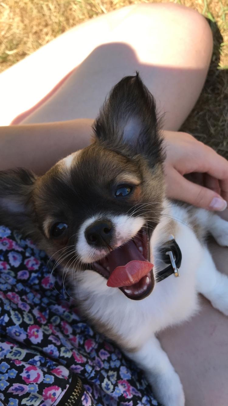 Chihuahua Zenvo’s Exuberant Excalibur (Milo) RIP billede 8