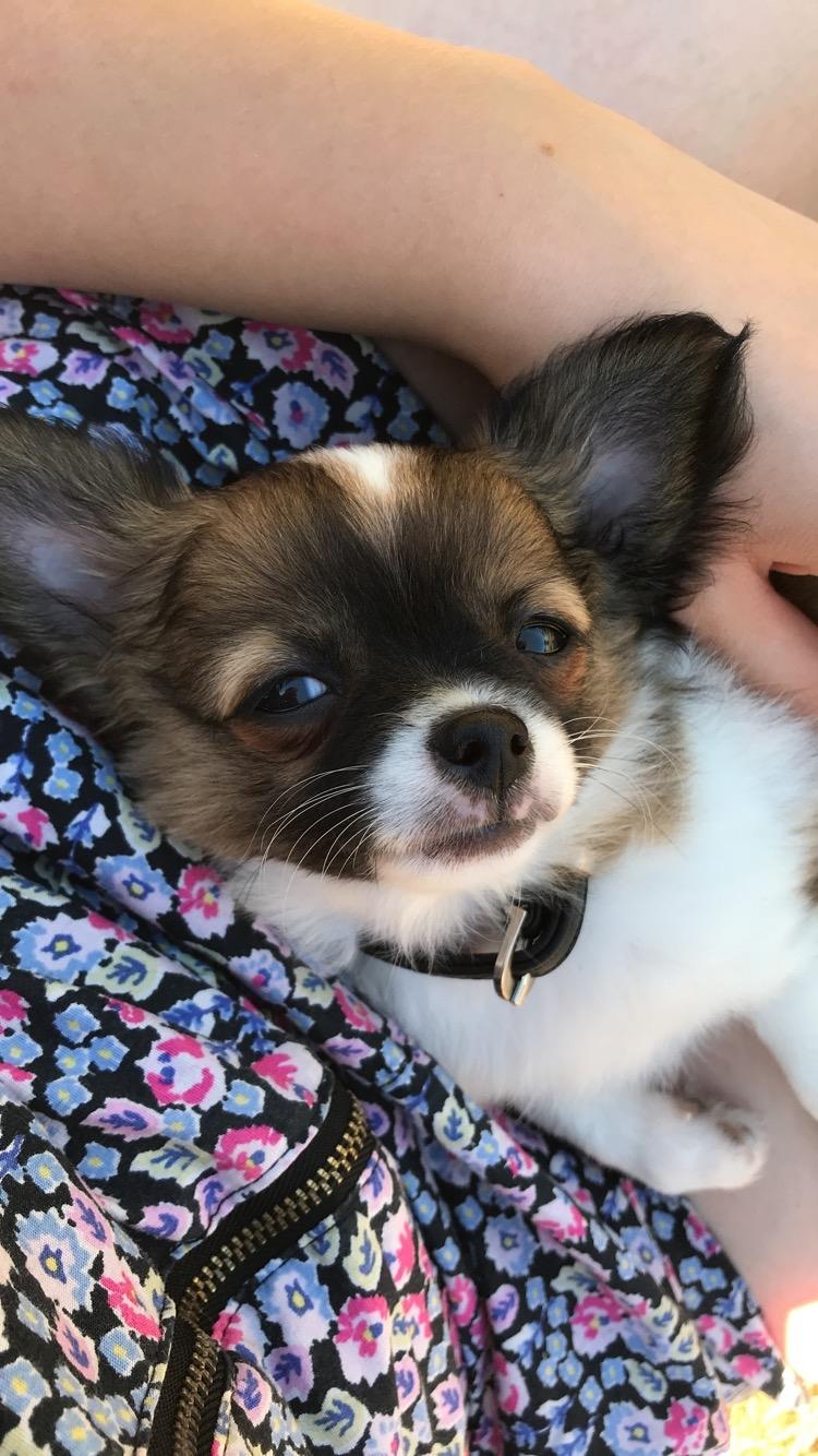 Chihuahua Zenvo’s Exuberant Excalibur (Milo) RIP billede 9