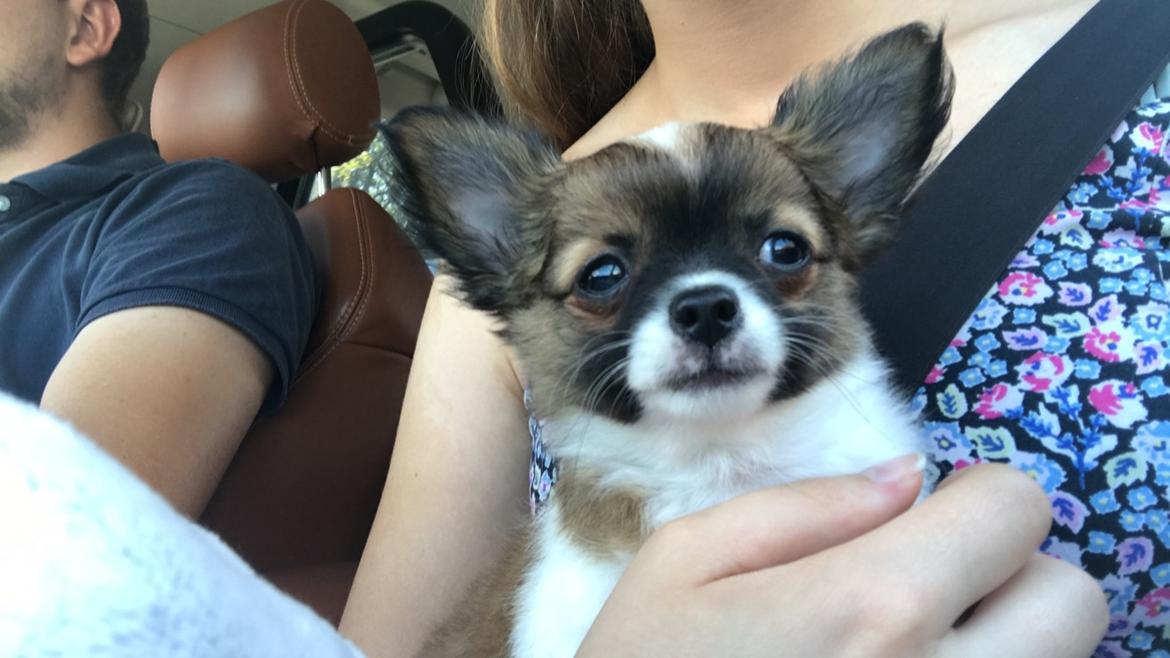 Chihuahua Zenvo’s Exuberant Excalibur (Milo) RIP billede 10