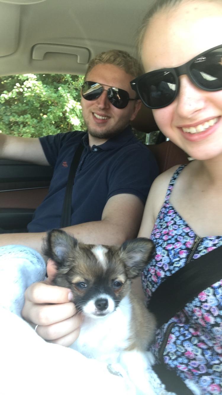 Chihuahua Zenvo’s Exuberant Excalibur (Milo) RIP billede 11