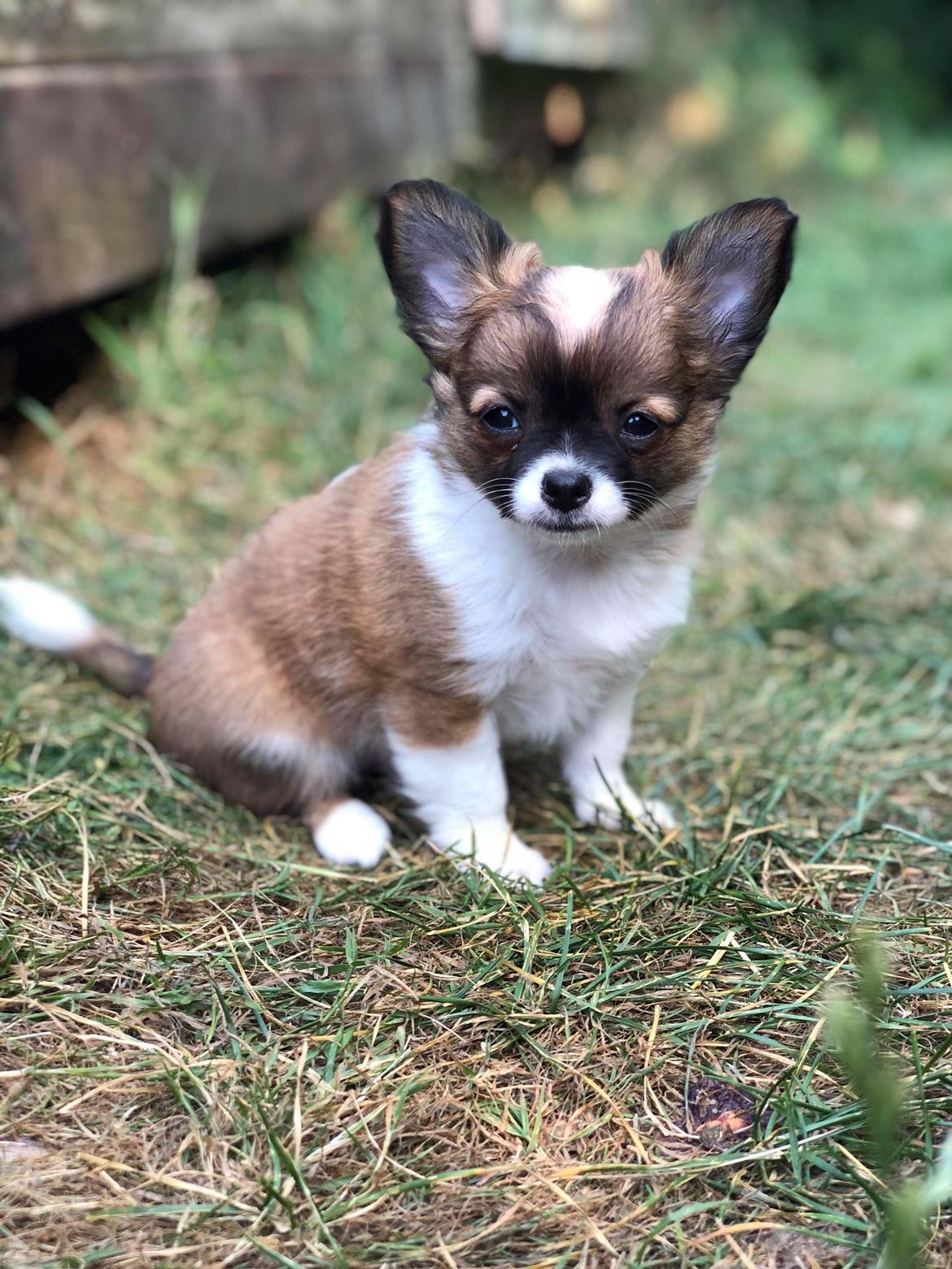 Chihuahua Zenvo’s Exuberant Excalibur (Milo) RIP billede 12