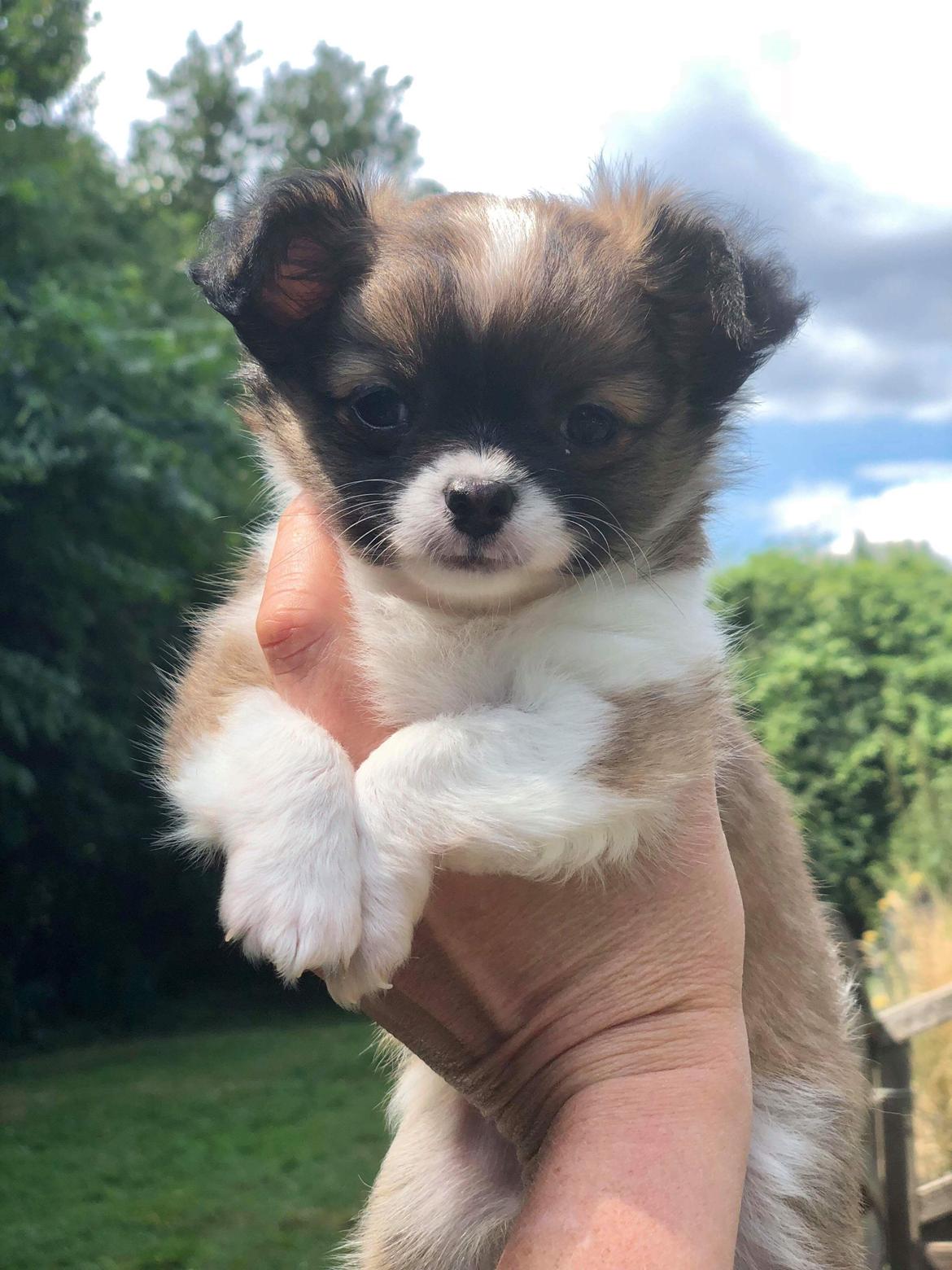 Chihuahua Zenvo’s Exuberant Excalibur (Milo) RIP billede 13