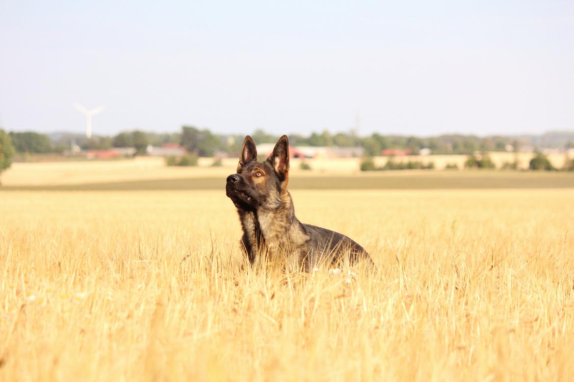 Schæferhund Mozart (Lillegårdens Foza)  billede 29