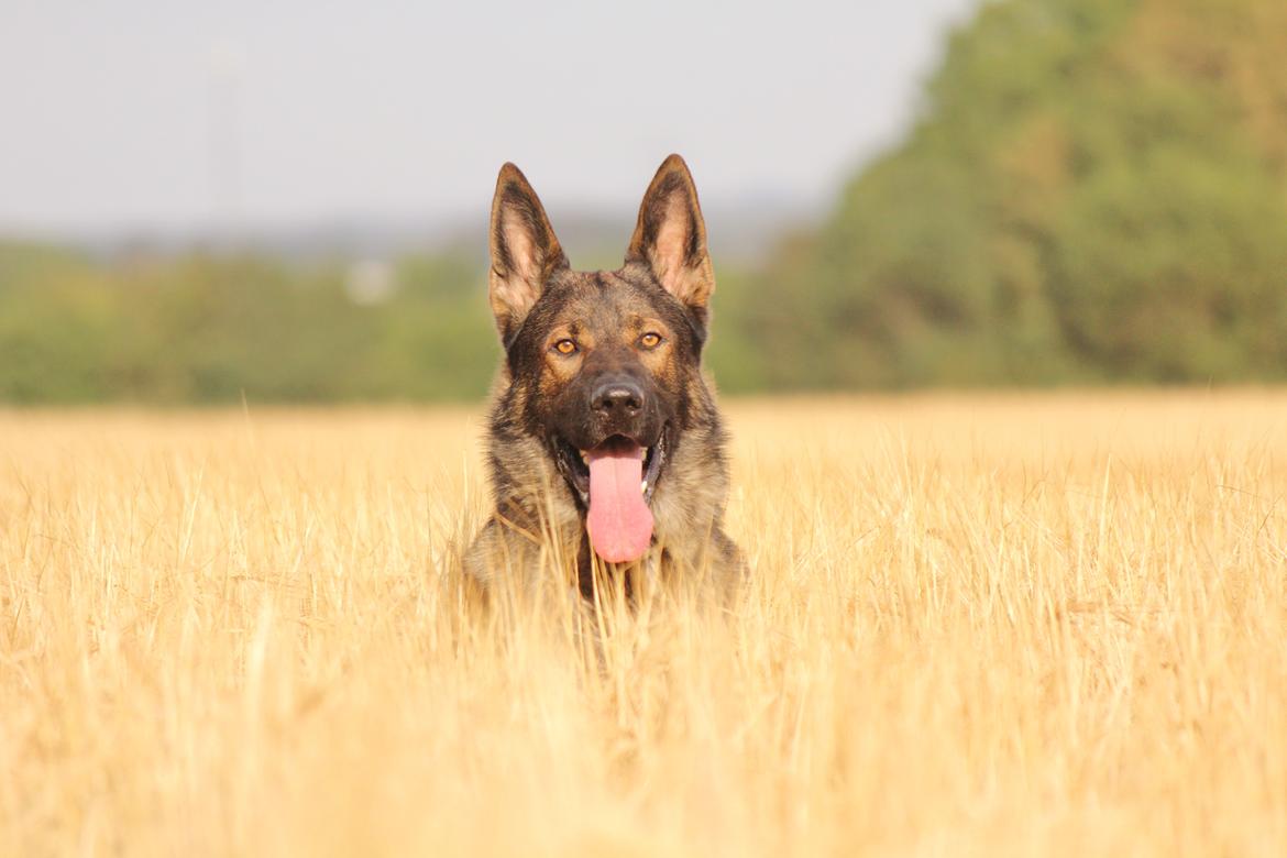 Schæferhund Mozart (Lillegårdens Foza)  billede 31