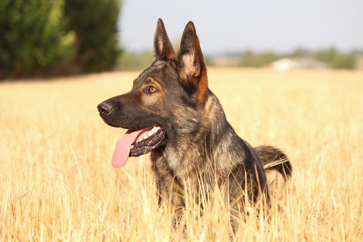 Schæferhund Mozart (Lillegårdens Foza)  billede 32