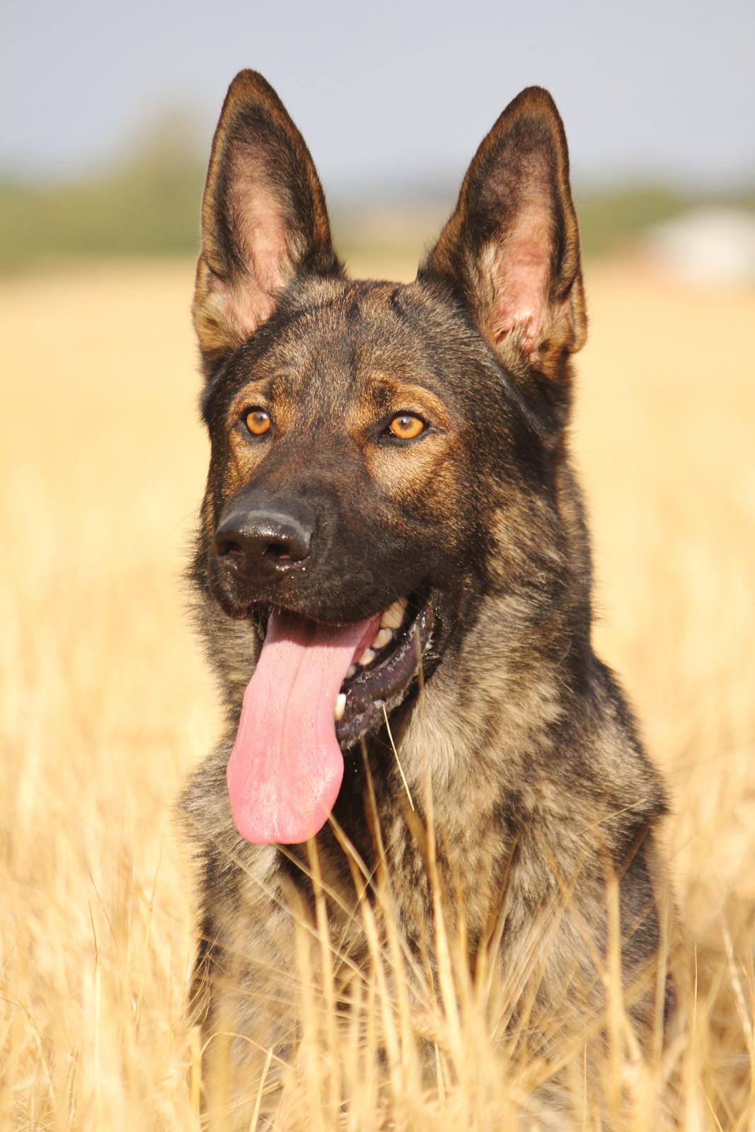Schæferhund Mozart (Lillegårdens Foza)  billede 33