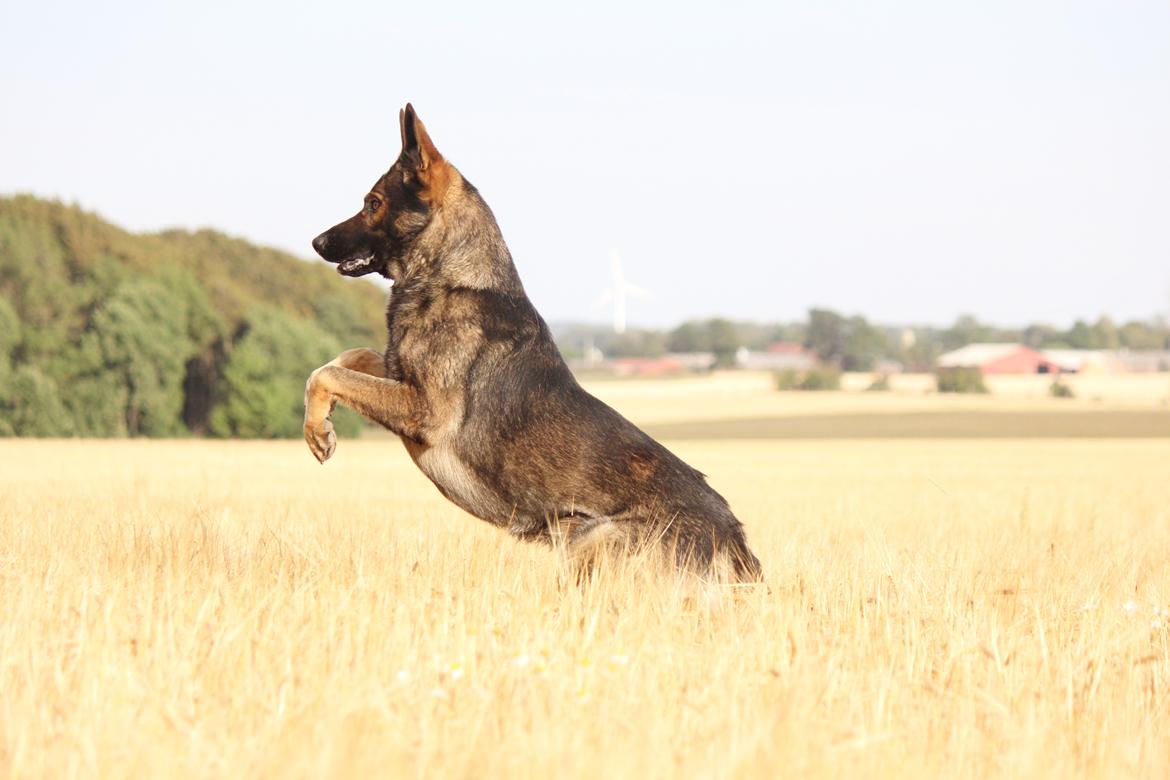 Schæferhund Mozart (Lillegårdens Foza)  billede 30