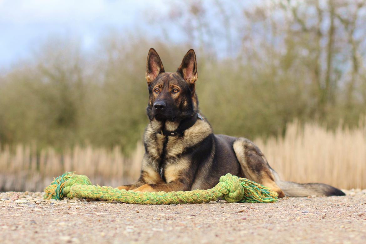 Schæferhund Mozart (Lillegårdens Foza)  billede 34