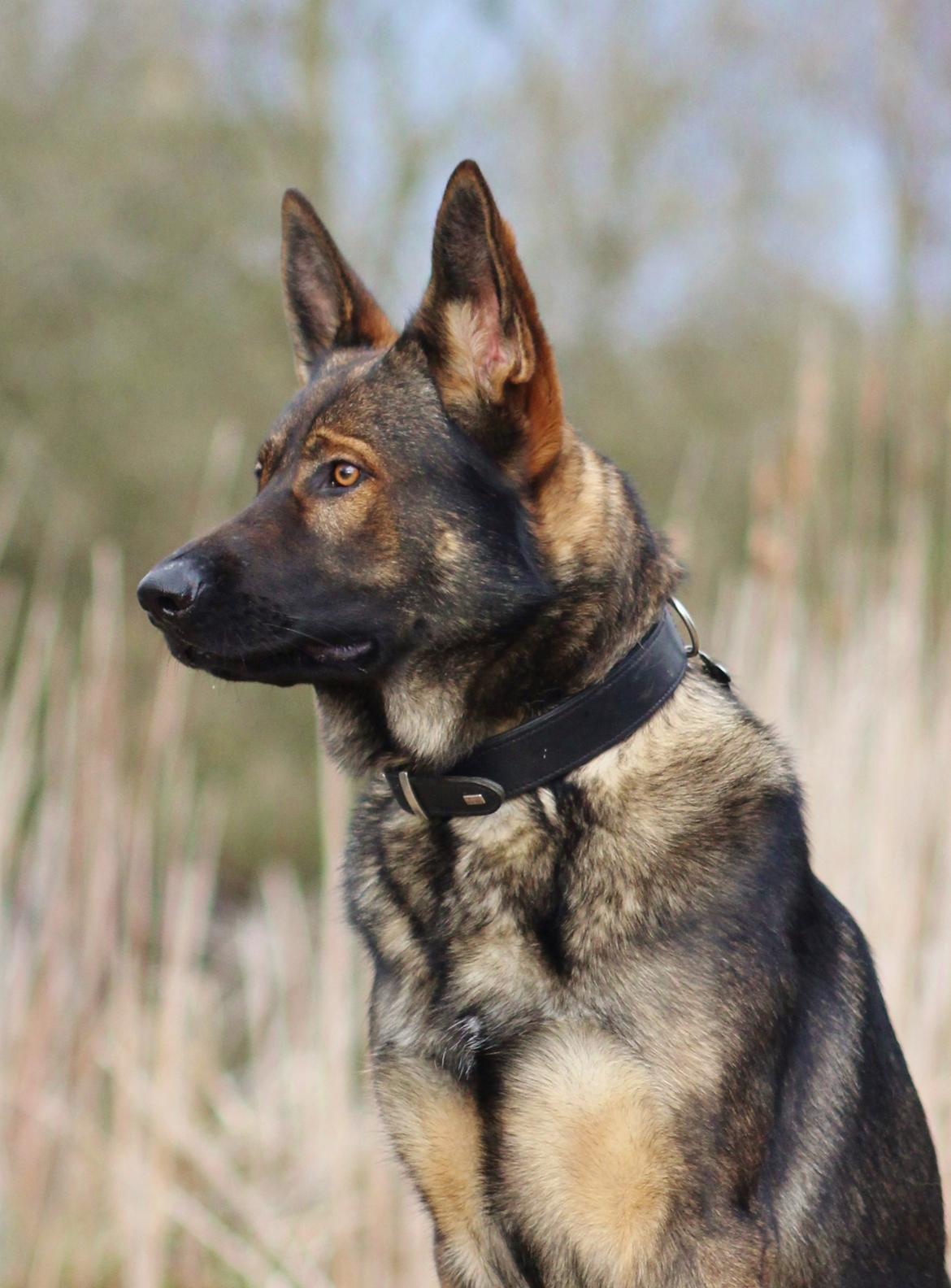 Schæferhund Mozart (Lillegårdens Foza)  billede 36