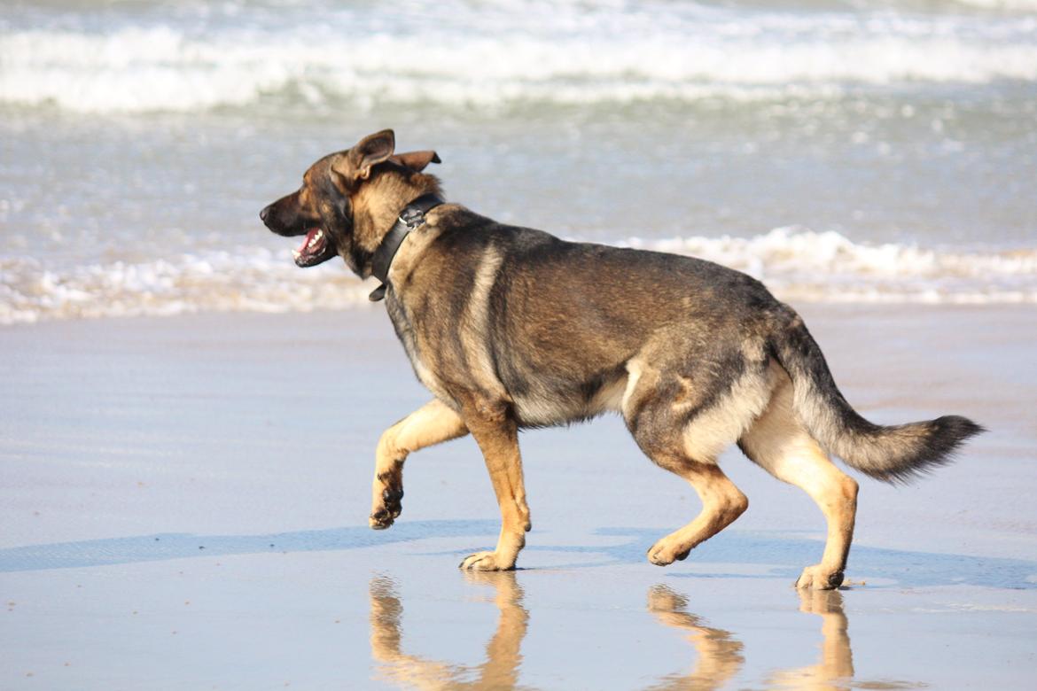 Schæferhund Mozart (Lillegårdens Foza)  billede 37