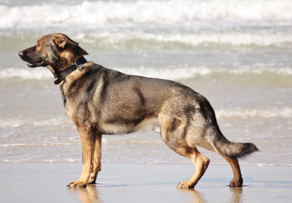 Schæferhund Mozart (Lillegårdens Foza)  billede 38