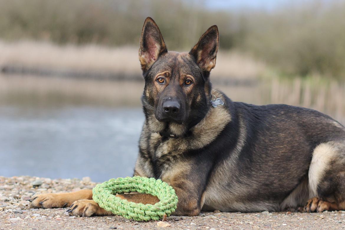 Schæferhund Mozart (Lillegårdens Foza)  billede 35