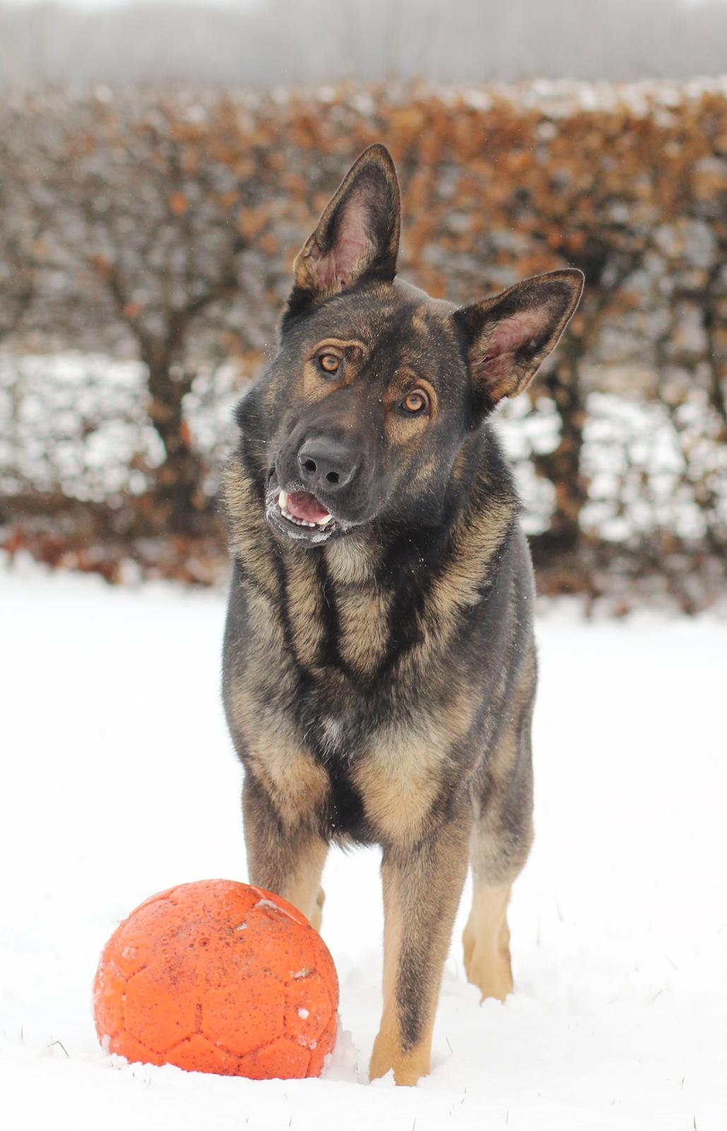 Schæferhund Mozart (Lillegårdens Foza)  billede 39