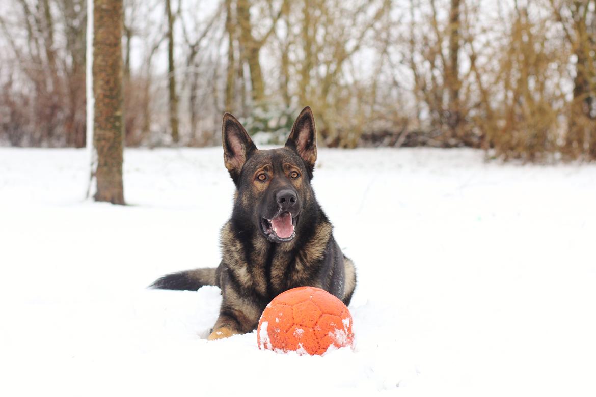 Schæferhund Mozart (Lillegårdens Foza)  billede 41