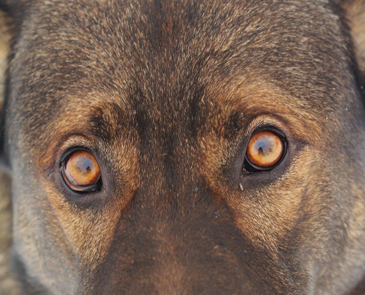 Schæferhund Mozart (Lillegårdens Foza)  billede 40