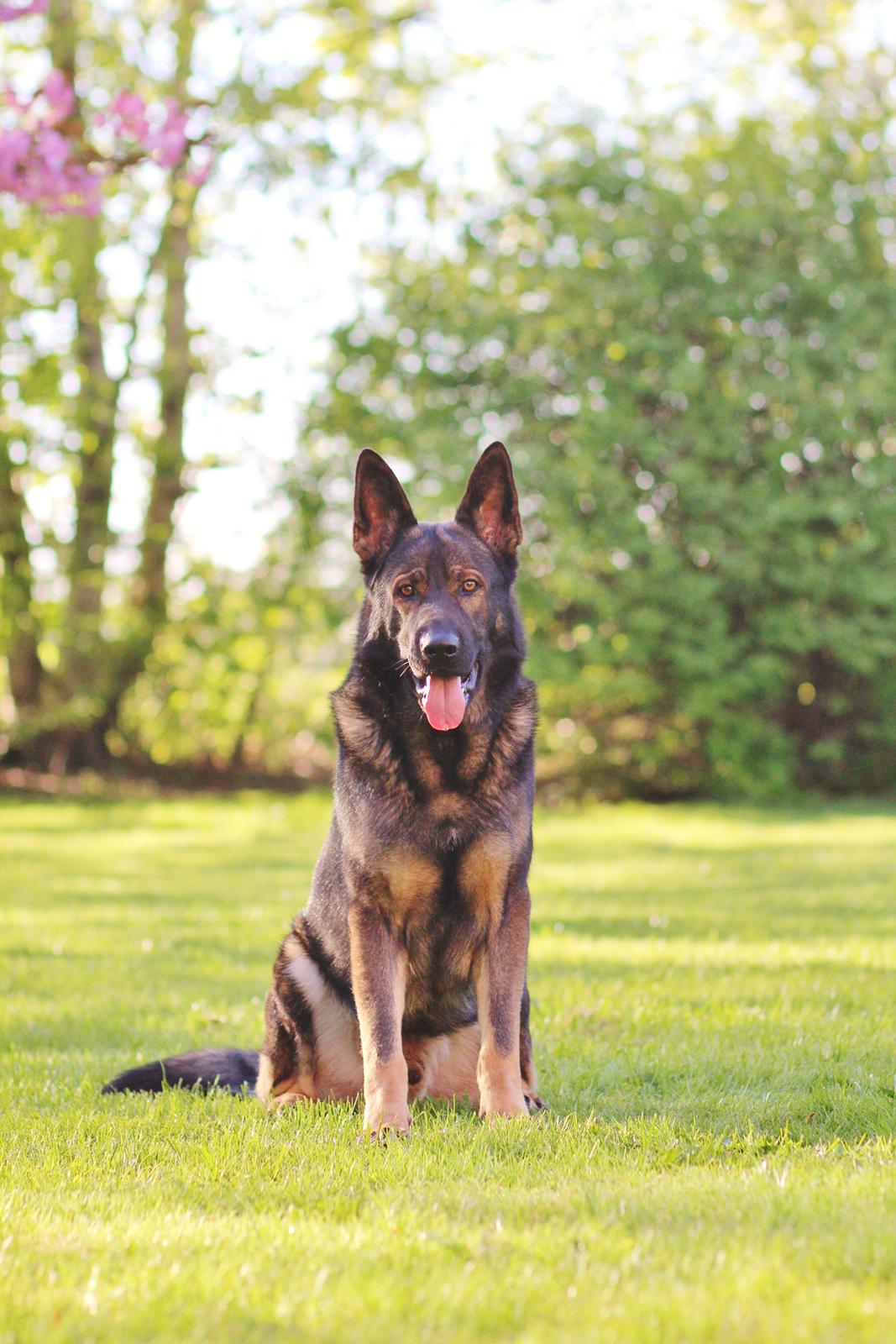 Schæferhund Mozart (Lillegårdens Foza)  billede 42