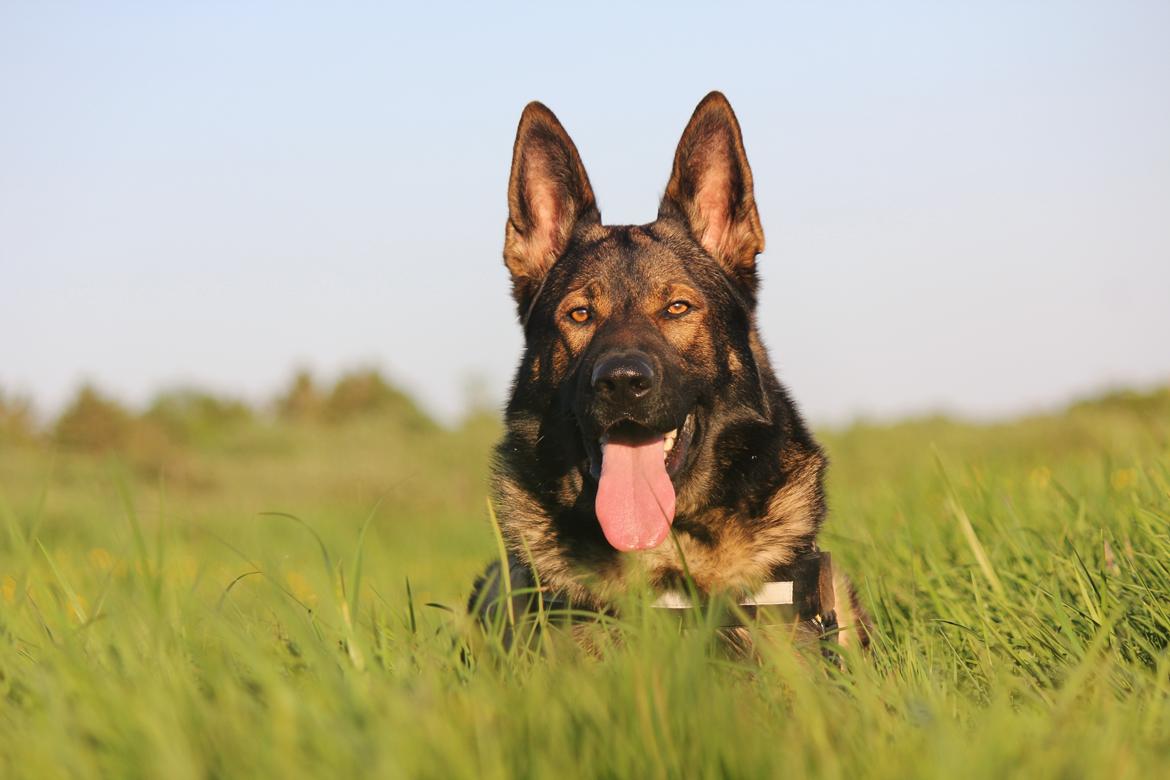 Schæferhund Mozart (Lillegårdens Foza)  billede 43