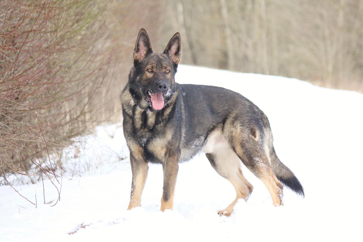 Schæferhund Mozart (Lillegårdens Foza)  billede 44