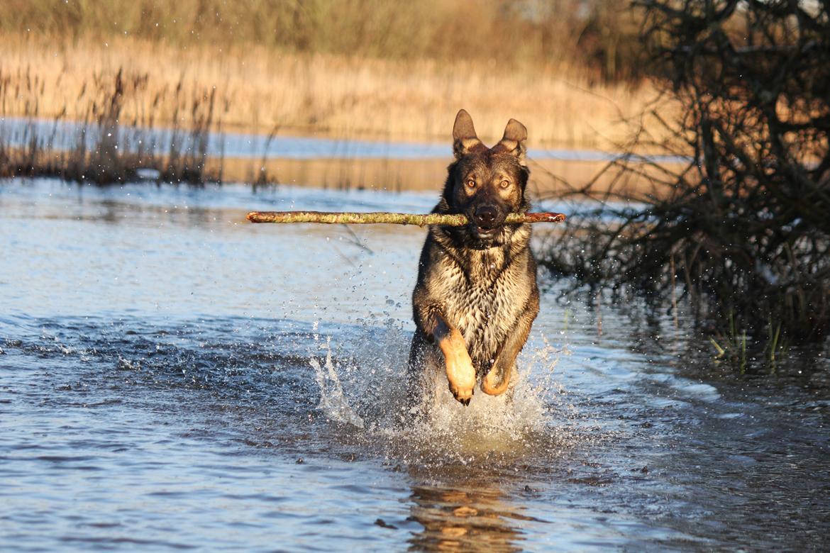 Schæferhund Mozart (Lillegårdens Foza)  billede 45