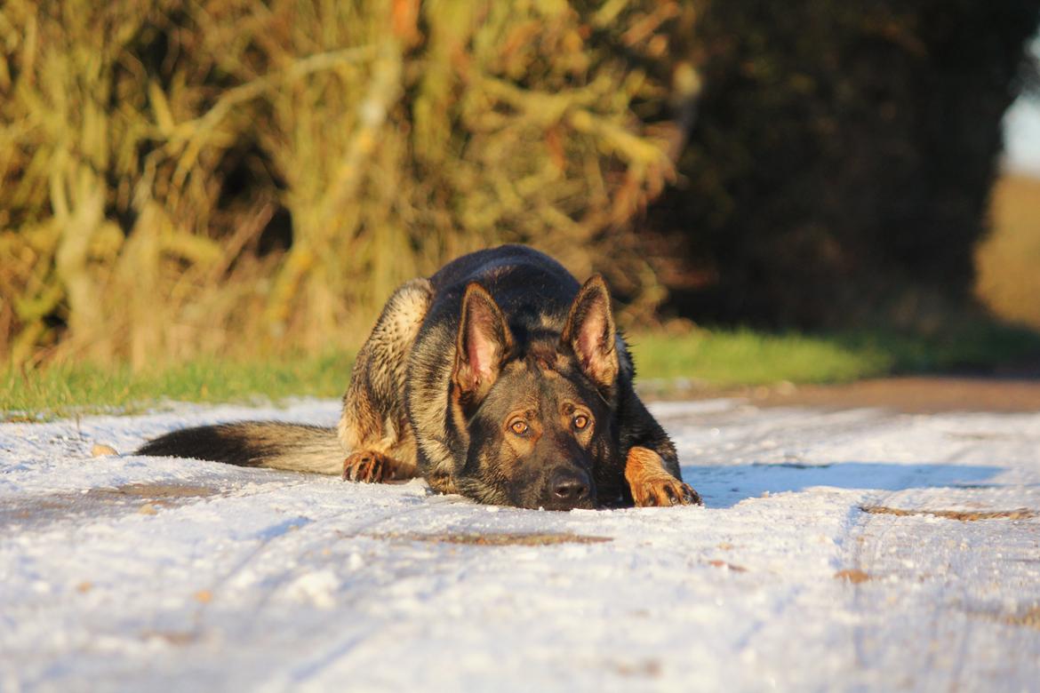 Schæferhund Mozart (Lillegårdens Foza)  billede 48