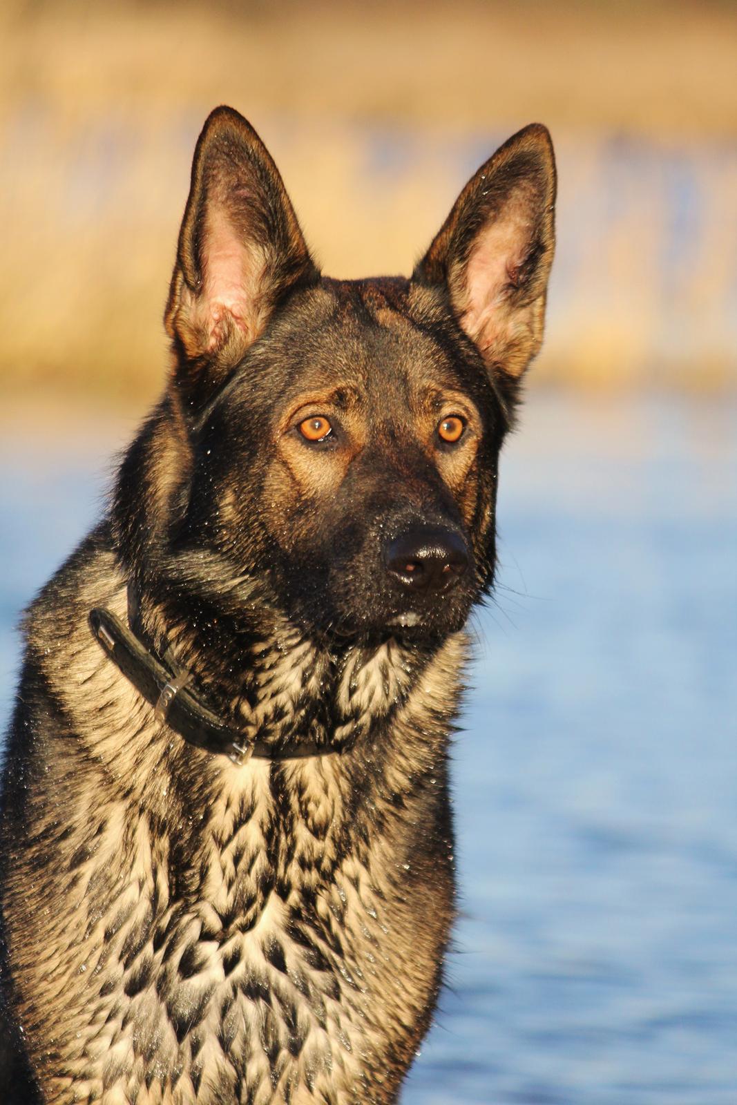 Schæferhund Mozart (Lillegårdens Foza)  billede 46
