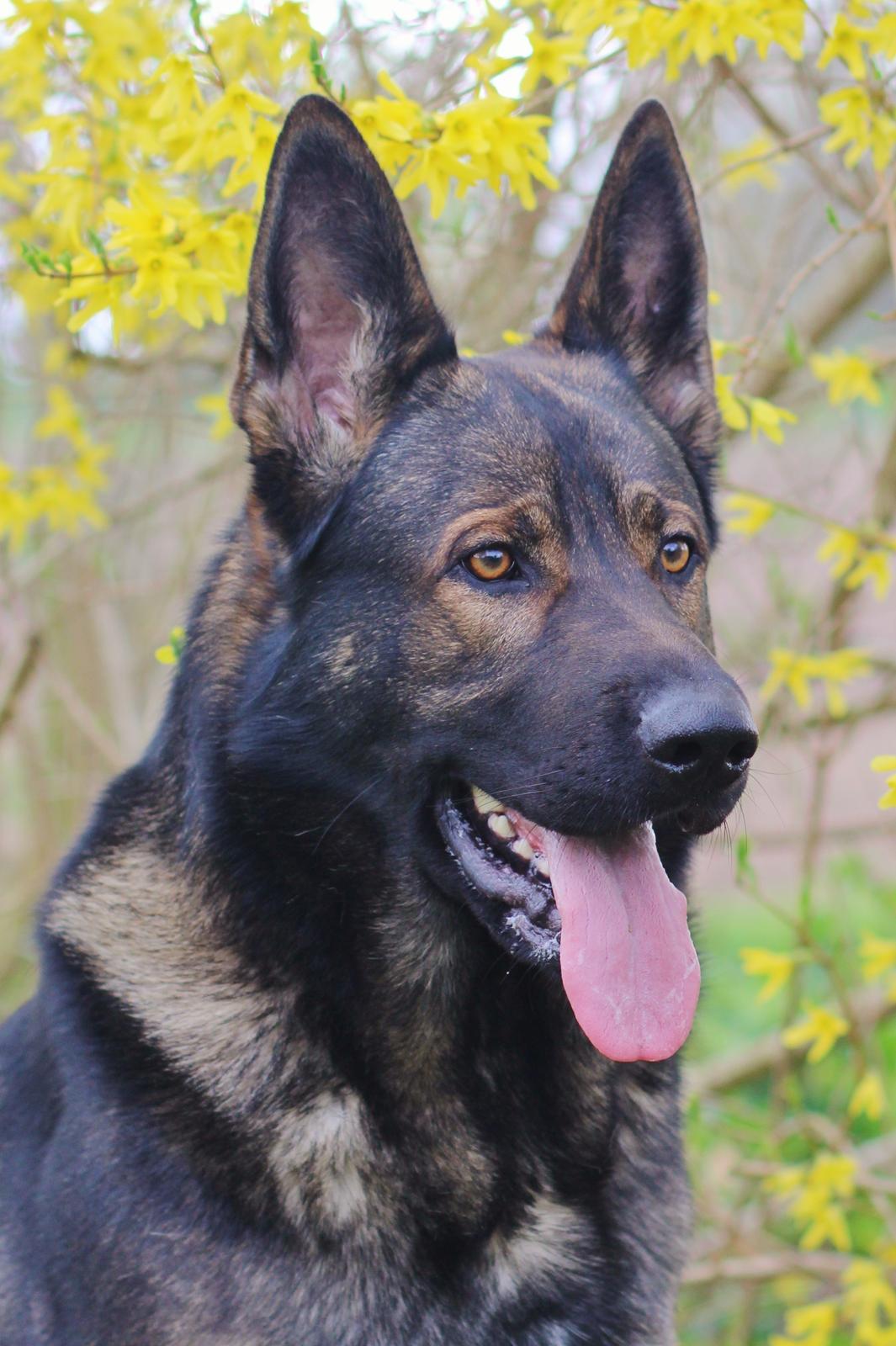 Schæferhund Mozart (Lillegårdens Foza)  billede 49