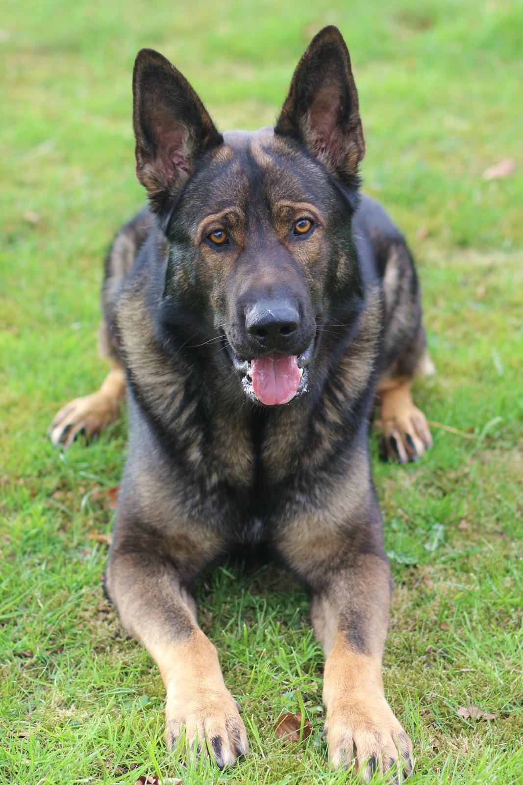 Schæferhund Mozart (Lillegårdens Foza)  billede 50