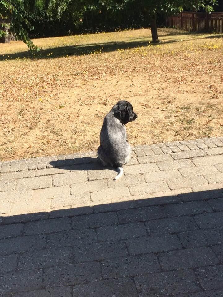 Cocker spaniel Ever billede 10