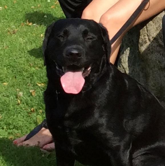 Labrador retriever Kevin billede 1