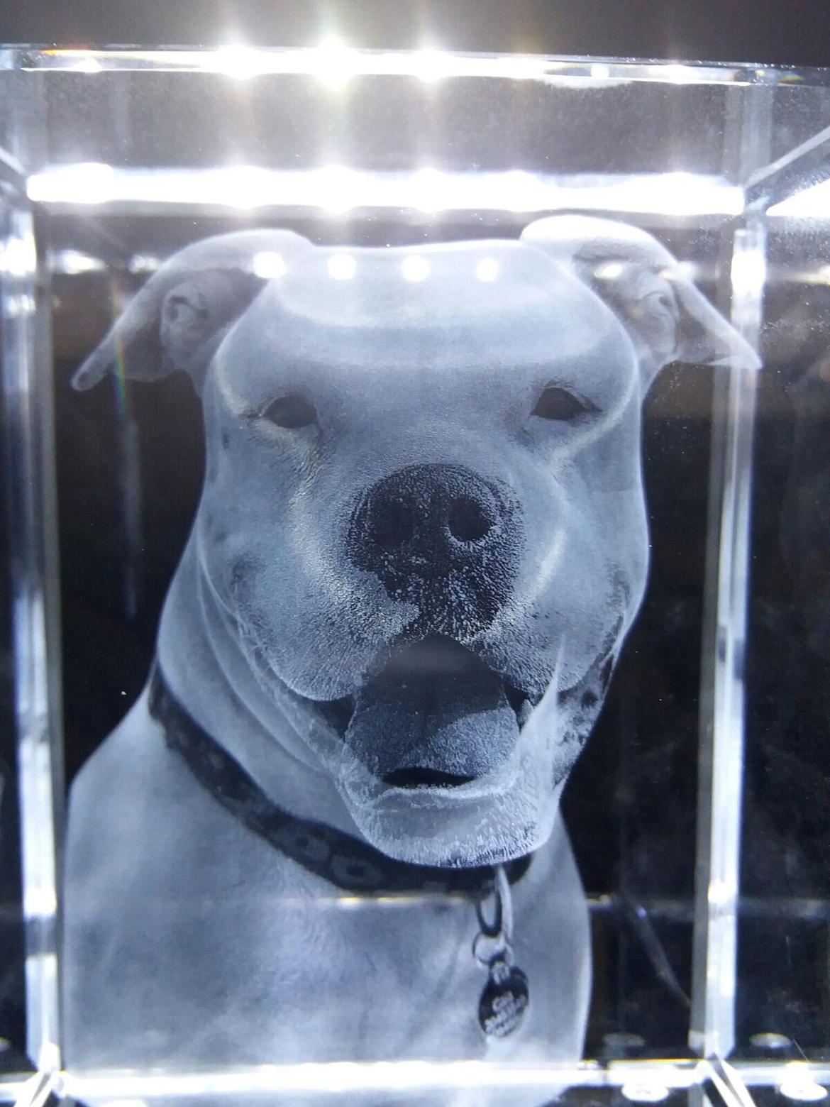 Amerikansk bulldog Kettners Esmeralda"Gaia" 11.03.2007-23.07.2019 billede 2