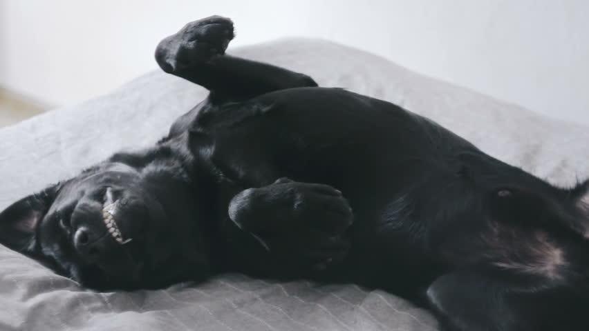 Labrador retriever Kevin billede 4