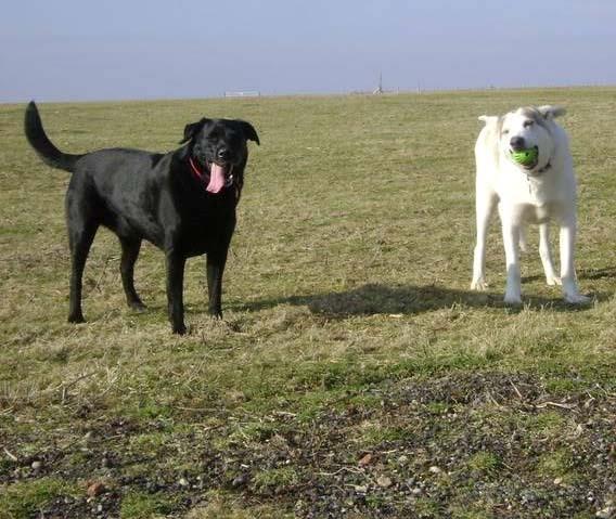 Labrador retriever Kevin billede 2