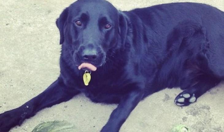 Labrador retriever Kevin billede 3