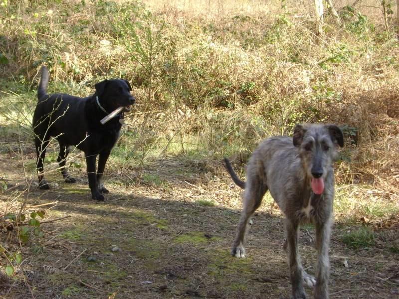 Labrador retriever Kevin billede 5