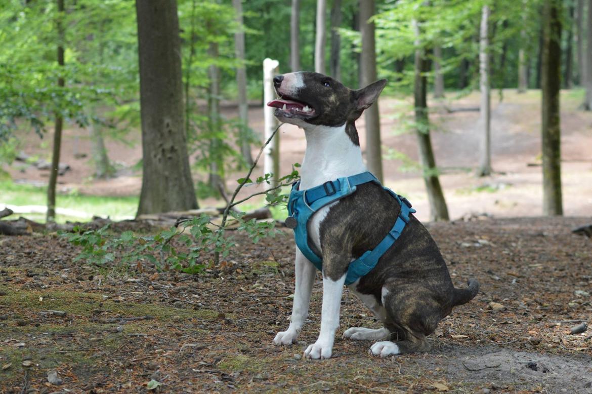 Bullterrier Qwerty (Danmar Bull's Rainbow Dash) billede 3