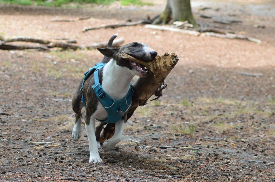 Bullterrier Qwerty (Danmar Bull's Rainbow Dash) - Pind? Nærmere træstamme <3 billede 2