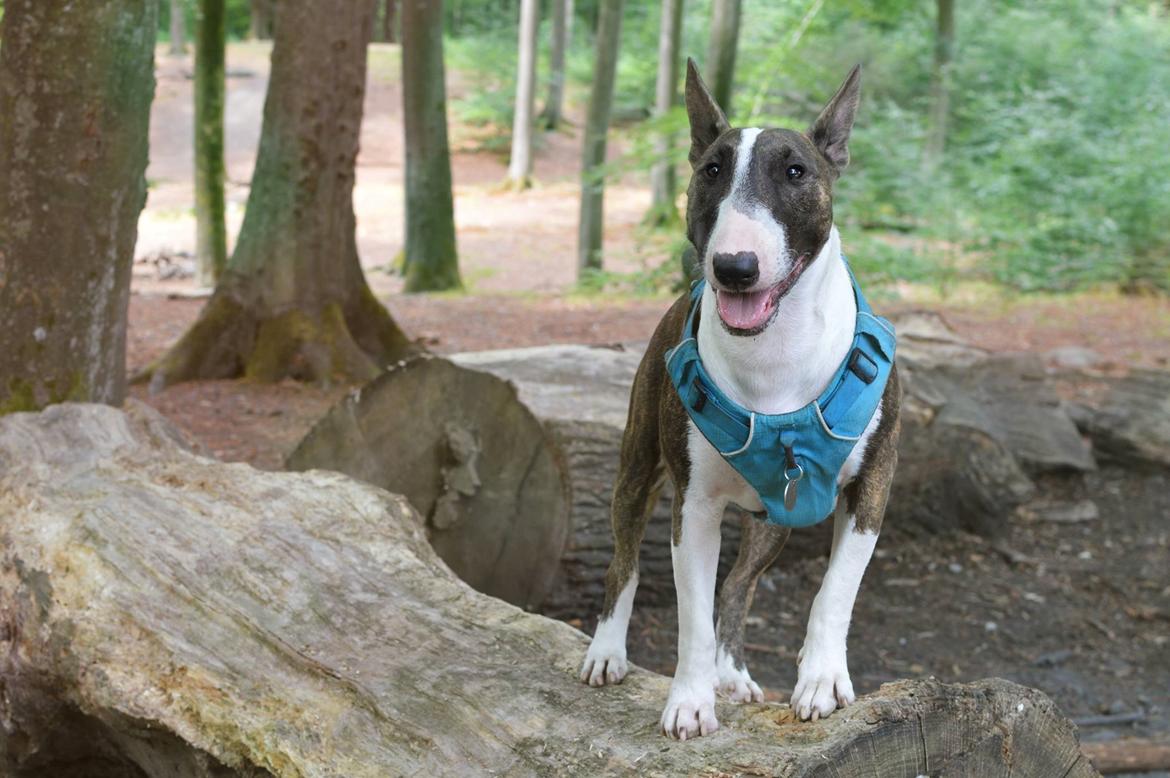 Bullterrier Qwerty (Danmar Bull's Rainbow Dash) - Hjertebarn <3 billede 1